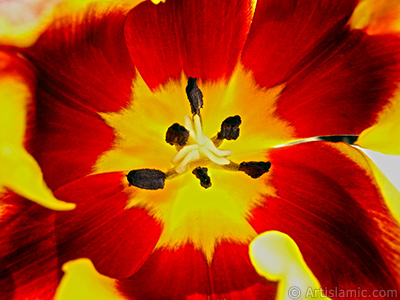 Red-yellow color Turkish-Ottoman Tulip photo. <i>(Family: Liliaceae, Species: Lilliopsida)</i> <br>Photo Date: March 2011, Location: Turkey/Istanbul, By: Artislamic.com