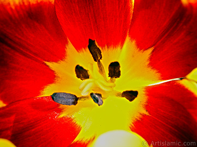 Red-yellow color Turkish-Ottoman Tulip photo. <i>(Family: Liliaceae, Species: Lilliopsida)</i> <br>Photo Date: March 2011, Location: Turkey/Istanbul, By: Artislamic.com