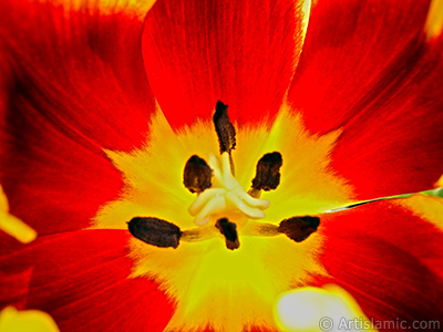 Red-yellow color Turkish-Ottoman Tulip photo. <i>(Family: Liliaceae, Species: Lilliopsida)</i> <br>Photo Date: March 2011, Location: Turkey/Istanbul, By: Artislamic.com