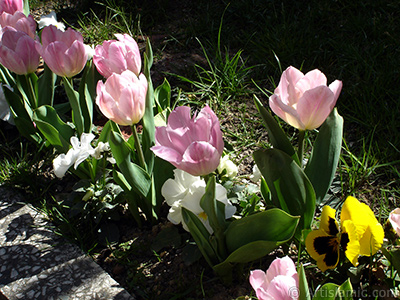 Pembe renkli Trk-Osmanl Lalesi resmi. <i>(Ailesi: Liliaceae, Tr: Lilliopsida)</i> <br>ekim Tarihi: Nisan 2005, Yer: stanbul, Fotoraf: islamiSanat.net