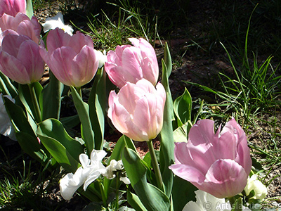 Pink color Turkish-Ottoman Tulip photo. <i>(Family: Liliaceae, Species: Lilliopsida)</i> <br>Photo Date: April 2005, Location: Turkey/Istanbul, By: Artislamic.com