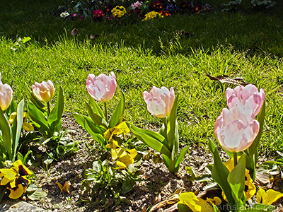 Pembe renkli Trk-Osmanl Lalesi resmi. <i>(Ailesi: Liliaceae, Tr: Lilliopsida)</i> <br>ekim Tarihi: Nisan 2005, Yer: stanbul, Fotoraf: islamiSanat.net