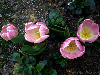 Pembe renkli Trk-Osmanl Lalesi resmi. <i>(Ailesi: Liliaceae, Tr: Lilliopsida)</i> <br>ekim Tarihi: Nisan 2005, Yer: stanbul, Fotoraf: islamiSanat.net