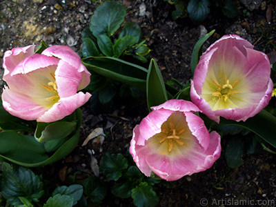 Pembe renkli Trk-Osmanl Lalesi resmi. <i>(Ailesi: Liliaceae, Tr: Lilliopsida)</i> <br>ekim Tarihi: Nisan 2005, Yer: stanbul, Fotoraf: islamiSanat.net