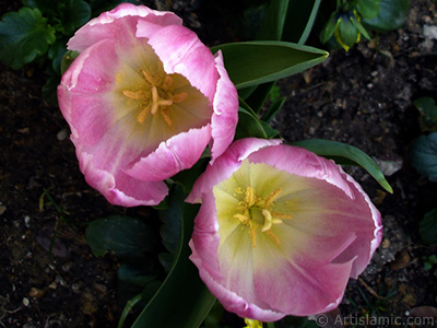 Pink color Turkish-Ottoman Tulip photo. <i>(Family: Liliaceae, Species: Lilliopsida)</i> <br>Photo Date: April 2005, Location: Turkey/Istanbul, By: Artislamic.com