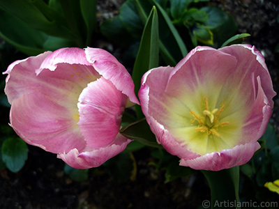 Pembe renkli Trk-Osmanl Lalesi resmi. <i>(Ailesi: Liliaceae, Tr: Lilliopsida)</i> <br>ekim Tarihi: Nisan 2005, Yer: stanbul, Fotoraf: islamiSanat.net