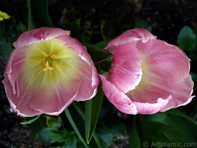 Pembe renkli Trk-Osmanl Lalesi resmi. <i>(Ailesi: Liliaceae, Tr: Lilliopsida)</i> <br>ekim Tarihi: Nisan 2005, Yer: stanbul, Fotoraf: islamiSanat.net