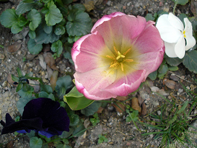 Pink color Turkish-Ottoman Tulip photo. <i>(Family: Liliaceae, Species: Lilliopsida)</i> <br>Photo Date: April 2005, Location: Turkey/Istanbul, By: Artislamic.com