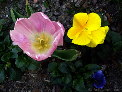 Pembe renkli Trk-Osmanl Lalesi resmi. <i>(Ailesi: Liliaceae, Tr: Lilliopsida)</i> <br>ekim Tarihi: Nisan 2005, Yer: stanbul, Fotoraf: islamiSanat.net