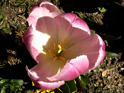 Pink color Turkish-Ottoman Tulip photo. <i>(Family: Liliaceae, Species: Lilliopsida)</i> <br>Photo Date: April 2005, Location: Turkey/Istanbul, By: Artislamic.com