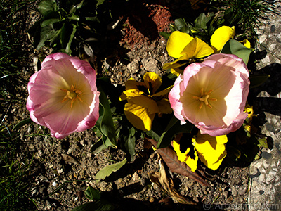 Pembe renkli Trk-Osmanl Lalesi resmi. <i>(Ailesi: Liliaceae, Tr: Lilliopsida)</i> <br>ekim Tarihi: Nisan 2005, Yer: stanbul, Fotoraf: islamiSanat.net