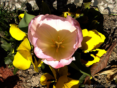 Pembe renkli Trk-Osmanl Lalesi resmi. <i>(Ailesi: Liliaceae, Tr: Lilliopsida)</i> <br>ekim Tarihi: Nisan 2005, Yer: stanbul, Fotoraf: islamiSanat.net