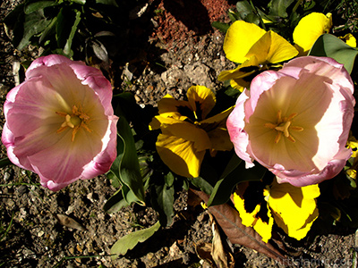 Pembe renkli Trk-Osmanl Lalesi resmi. <i>(Ailesi: Liliaceae, Tr: Lilliopsida)</i> <br>ekim Tarihi: Nisan 2005, Yer: stanbul, Fotoraf: islamiSanat.net