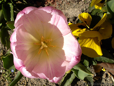 Pembe renkli Trk-Osmanl Lalesi resmi. <i>(Ailesi: Liliaceae, Tr: Lilliopsida)</i> <br>ekim Tarihi: Nisan 2005, Yer: stanbul, Fotoraf: islamiSanat.net