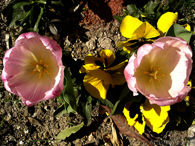 Pembe renkli Trk-Osmanl Lalesi resmi. <i>(Ailesi: Liliaceae, Tr: Lilliopsida)</i> <br>ekim Tarihi: Nisan 2005, Yer: stanbul, Fotoraf: islamiSanat.net