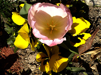 Pink color Turkish-Ottoman Tulip photo. <i>(Family: Liliaceae, Species: Lilliopsida)</i> <br>Photo Date: April 2005, Location: Turkey/Istanbul, By: Artislamic.com