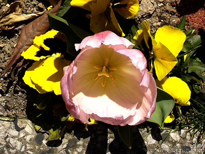 Pembe renkli Trk-Osmanl Lalesi resmi. <i>(Ailesi: Liliaceae, Tr: Lilliopsida)</i> <br>ekim Tarihi: Nisan 2005, Yer: stanbul, Fotoraf: islamiSanat.net