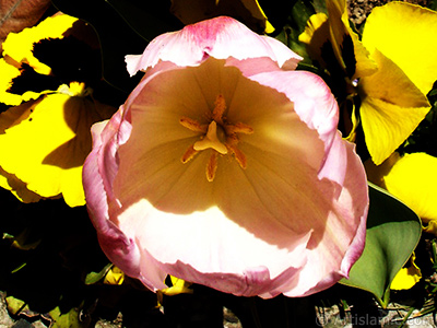Pembe renkli Trk-Osmanl Lalesi resmi. <i>(Ailesi: Liliaceae, Tr: Lilliopsida)</i> <br>ekim Tarihi: Nisan 2005, Yer: stanbul, Fotoraf: islamiSanat.net