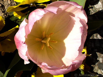 Pink color Turkish-Ottoman Tulip photo. <i>(Family: Liliaceae, Species: Lilliopsida)</i> <br>Photo Date: April 2005, Location: Turkey/Istanbul, By: Artislamic.com