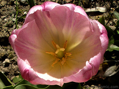 Pink color Turkish-Ottoman Tulip photo. <i>(Family: Liliaceae, Species: Lilliopsida)</i> <br>Photo Date: April 2005, Location: Turkey/Istanbul, By: Artislamic.com