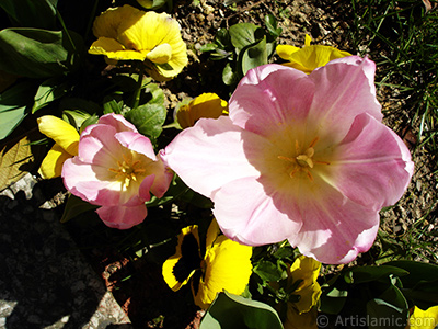 Pembe renkli Trk-Osmanl Lalesi resmi. <i>(Ailesi: Liliaceae, Tr: Lilliopsida)</i> <br>ekim Tarihi: Nisan 2005, Yer: stanbul, Fotoraf: islamiSanat.net