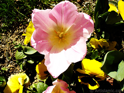 Pink color Turkish-Ottoman Tulip photo. <i>(Family: Liliaceae, Species: Lilliopsida)</i> <br>Photo Date: April 2005, Location: Turkey/Istanbul, By: Artislamic.com