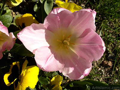 Pembe renkli Trk-Osmanl Lalesi resmi. <i>(Ailesi: Liliaceae, Tr: Lilliopsida)</i> <br>ekim Tarihi: Nisan 2005, Yer: stanbul, Fotoraf: islamiSanat.net