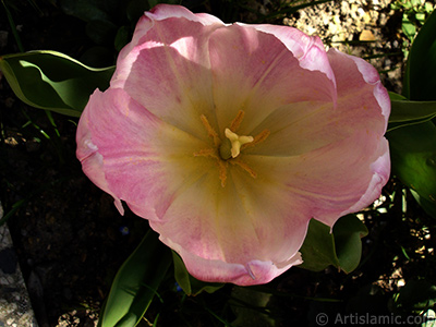 Pembe renkli Trk-Osmanl Lalesi resmi. <i>(Ailesi: Liliaceae, Tr: Lilliopsida)</i> <br>ekim Tarihi: Nisan 2005, Yer: stanbul, Fotoraf: islamiSanat.net