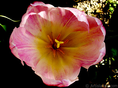 Pink color Turkish-Ottoman Tulip photo. <i>(Family: Liliaceae, Species: Lilliopsida)</i> <br>Photo Date: April 2005, Location: Turkey/Istanbul, By: Artislamic.com