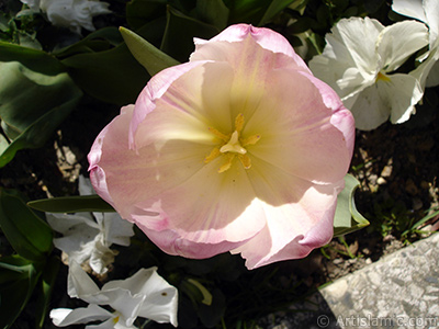 Pink color Turkish-Ottoman Tulip photo. <i>(Family: Liliaceae, Species: Lilliopsida)</i> <br>Photo Date: April 2005, Location: Turkey/Istanbul, By: Artislamic.com