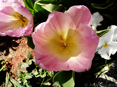 Pink color Turkish-Ottoman Tulip photo. <i>(Family: Liliaceae, Species: Lilliopsida)</i> <br>Photo Date: April 2005, Location: Turkey/Istanbul, By: Artislamic.com