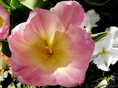 Pink color Turkish-Ottoman Tulip photo. <i>(Family: Liliaceae, Species: Lilliopsida)</i> <br>Photo Date: April 2005, Location: Turkey/Istanbul, By: Artislamic.com