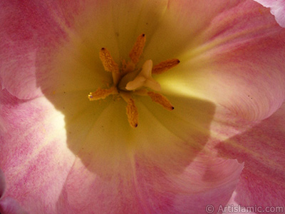 Pink color Turkish-Ottoman Tulip photo. <i>(Family: Liliaceae, Species: Lilliopsida)</i> <br>Photo Date: April 2005, Location: Turkey/Istanbul, By: Artislamic.com