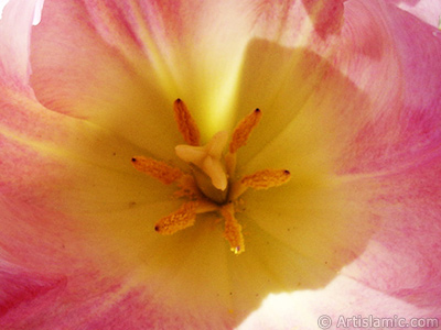 Pink color Turkish-Ottoman Tulip photo. <i>(Family: Liliaceae, Species: Lilliopsida)</i> <br>Photo Date: April 2005, Location: Turkey/Istanbul, By: Artislamic.com