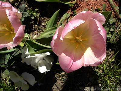 Pembe renkli Trk-Osmanl Lalesi resmi. <i>(Ailesi: Liliaceae, Tr: Lilliopsida)</i> <br>ekim Tarihi: Nisan 2005, Yer: stanbul, Fotoraf: islamiSanat.net