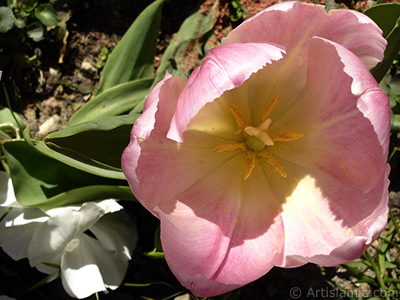 Pembe renkli Trk-Osmanl Lalesi resmi. <i>(Ailesi: Liliaceae, Tr: Lilliopsida)</i> <br>ekim Tarihi: Nisan 2005, Yer: stanbul, Fotoraf: islamiSanat.net