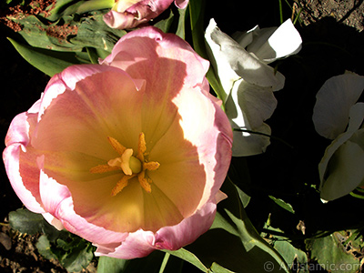 Pembe renkli Trk-Osmanl Lalesi resmi. <i>(Ailesi: Liliaceae, Tr: Lilliopsida)</i> <br>ekim Tarihi: Nisan 2005, Yer: stanbul, Fotoraf: islamiSanat.net
