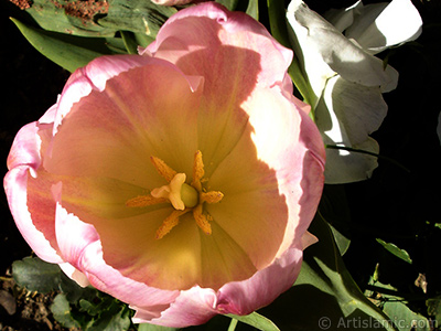 Pink color Turkish-Ottoman Tulip photo. <i>(Family: Liliaceae, Species: Lilliopsida)</i> <br>Photo Date: April 2005, Location: Turkey/Istanbul, By: Artislamic.com