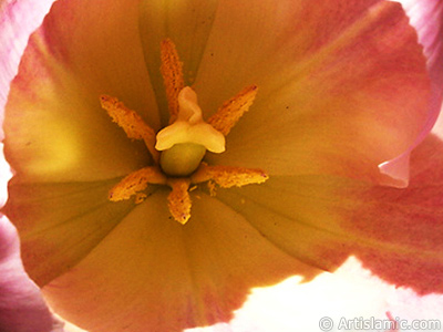 Pink color Turkish-Ottoman Tulip photo. <i>(Family: Liliaceae, Species: Lilliopsida)</i> <br>Photo Date: April 2005, Location: Turkey/Istanbul, By: Artislamic.com