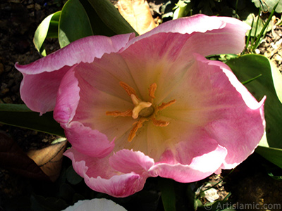 Pink color Turkish-Ottoman Tulip photo. <i>(Family: Liliaceae, Species: Lilliopsida)</i> <br>Photo Date: April 2005, Location: Turkey/Istanbul, By: Artislamic.com