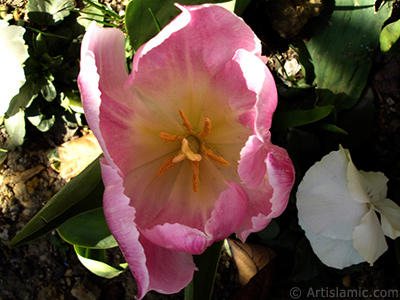 Pembe renkli Trk-Osmanl Lalesi resmi. <i>(Ailesi: Liliaceae, Tr: Lilliopsida)</i> <br>ekim Tarihi: Nisan 2005, Yer: stanbul, Fotoraf: islamiSanat.net