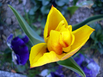 Yellow color Turkish-Ottoman Tulip photo. <i>(Family: Liliaceae, Species: Lilliopsida)</i> <br>Photo Date: April 2005, Location: Turkey/Istanbul, By: Artislamic.com