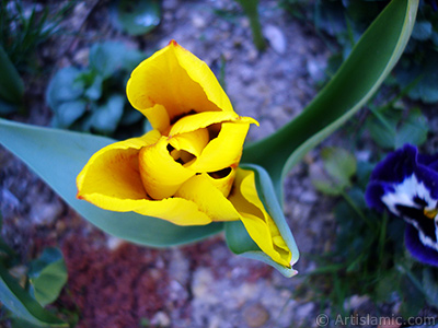 Yellow color Turkish-Ottoman Tulip photo. <i>(Family: Liliaceae, Species: Lilliopsida)</i> <br>Photo Date: April 2005, Location: Turkey/Istanbul, By: Artislamic.com