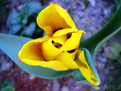 Sar renkli Trk-Osmanl Lalesi resmi. <i>(Ailesi: Liliaceae, Tr: Lilliopsida)</i> <br>ekim Tarihi: Nisan 2005, Yer: stanbul, Fotoraf: islamiSanat.net