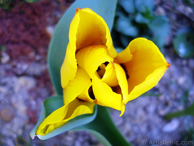 Yellow color Turkish-Ottoman Tulip photo. <i>(Family: Liliaceae, Species: Lilliopsida)</i> <br>Photo Date: April 2005, Location: Turkey/Istanbul, By: Artislamic.com