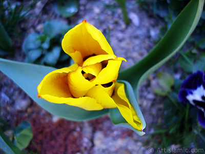 Yellow color Turkish-Ottoman Tulip photo. <i>(Family: Liliaceae, Species: Lilliopsida)</i> <br>Photo Date: April 2005, Location: Turkey/Istanbul, By: Artislamic.com