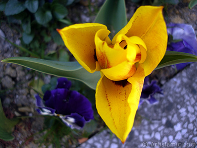 Yellow color Turkish-Ottoman Tulip photo. <i>(Family: Liliaceae, Species: Lilliopsida)</i> <br>Photo Date: April 2005, Location: Turkey/Istanbul, By: Artislamic.com