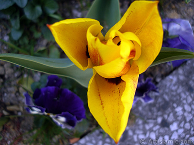 Yellow color Turkish-Ottoman Tulip photo. <i>(Family: Liliaceae, Species: Lilliopsida)</i> <br>Photo Date: April 2005, Location: Turkey/Istanbul, By: Artislamic.com