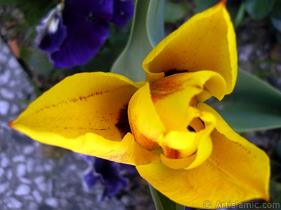 Yellow color Turkish-Ottoman Tulip photo. <i>(Family: Liliaceae, Species: Lilliopsida)</i> <br>Photo Date: April 2005, Location: Turkey/Istanbul, By: Artislamic.com