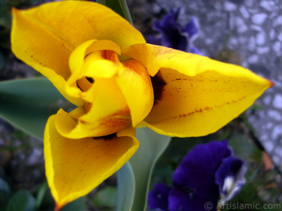 Yellow color Turkish-Ottoman Tulip photo. <i>(Family: Liliaceae, Species: Lilliopsida)</i> <br>Photo Date: April 2005, Location: Turkey/Istanbul, By: Artislamic.com